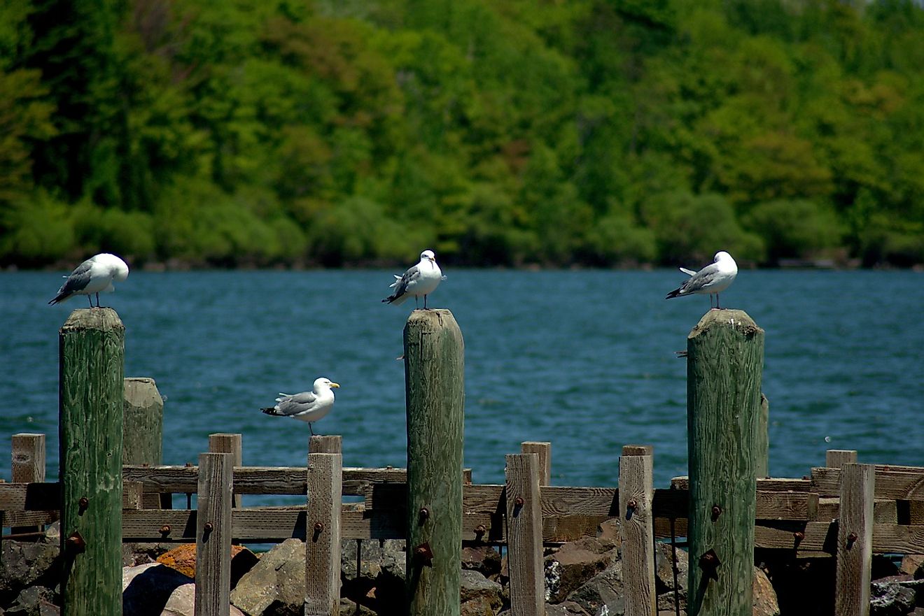 Gulls along the shores of Lake Superior. Image credit: Mike Goad from Pixabay 