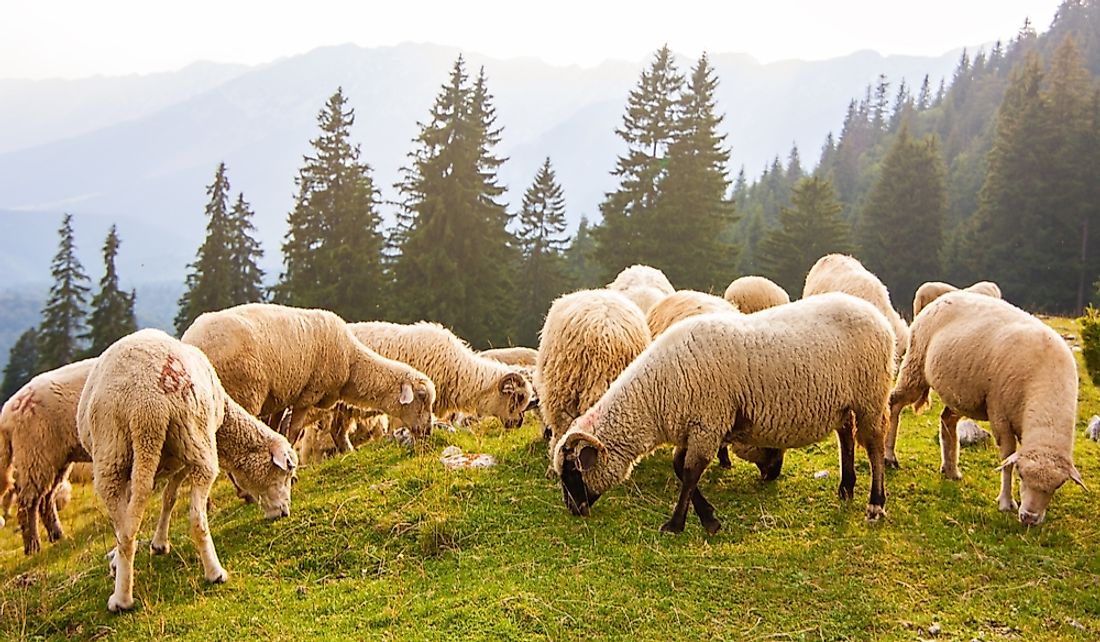 Sheep grazing on mountain slopes in Europe.