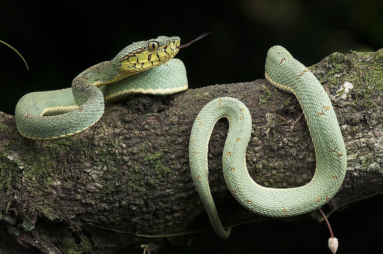 Bothrops bilineatus is a highly venomous pitviper species found in the Amazon. Image credit: Renato Augusto Martins/Wikimedia.org