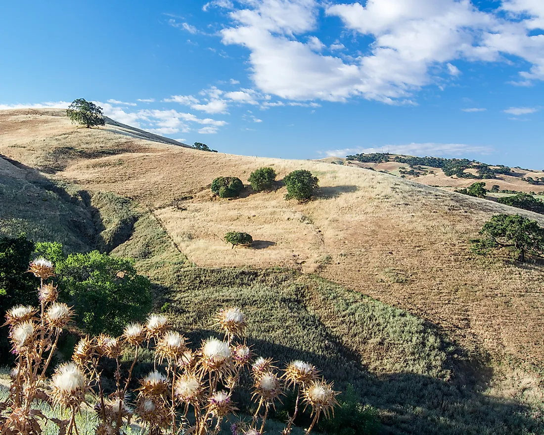 The Chaparral is a large ecoregion which covers the west coast of North America. 