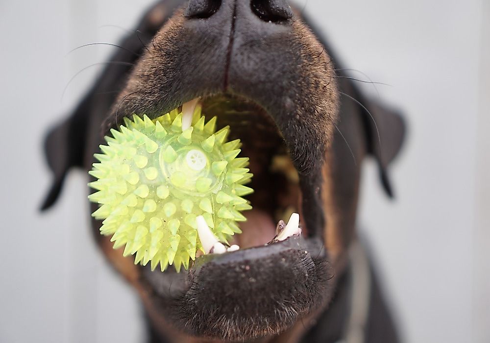 A Rottweiler playing with a ball in his mouth.