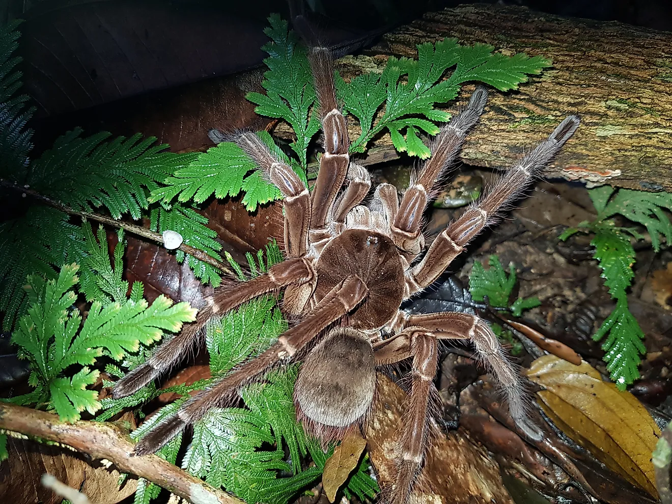 Goliath birdeater (Theraphosa blondi) to the tarantula family Theraphosidae. Near Presidente Figueiredo, Amazon, Brazil