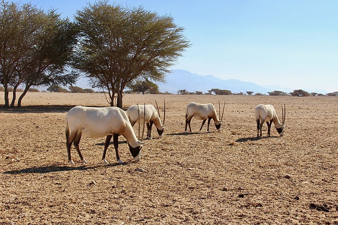 The Hai-Bar program has reintroduced the Arabian Oryx to Israel. 