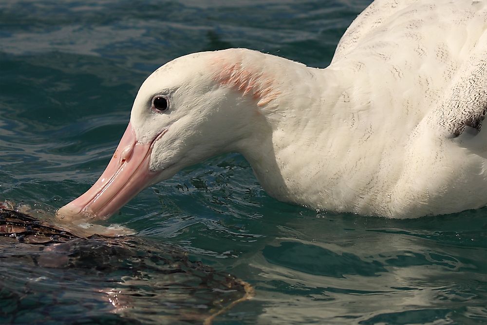 wandering albatross laying