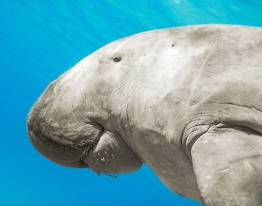 Despite their large size, dugongs mostly eat sea grass. 