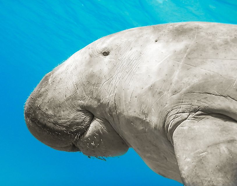 Despite their large size, dugongs mostly eat sea grass.