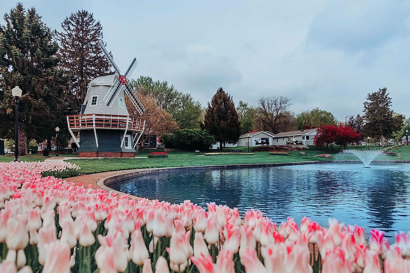 Pink tulips around a pond with a Dutch windmill and other beds of tulips and spring trees in the Sunken Gardens Park in Pella