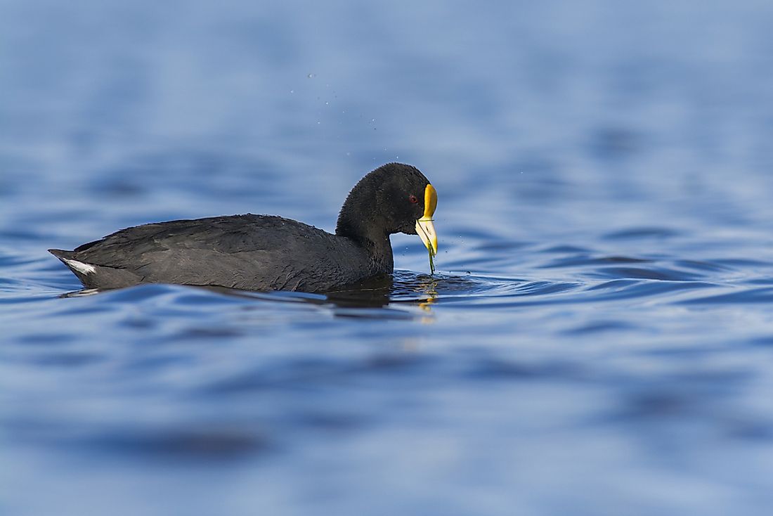 A white-winged coot. 