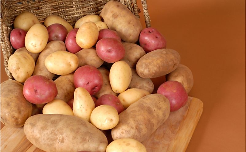 Potato is a major crop grown in the United States.