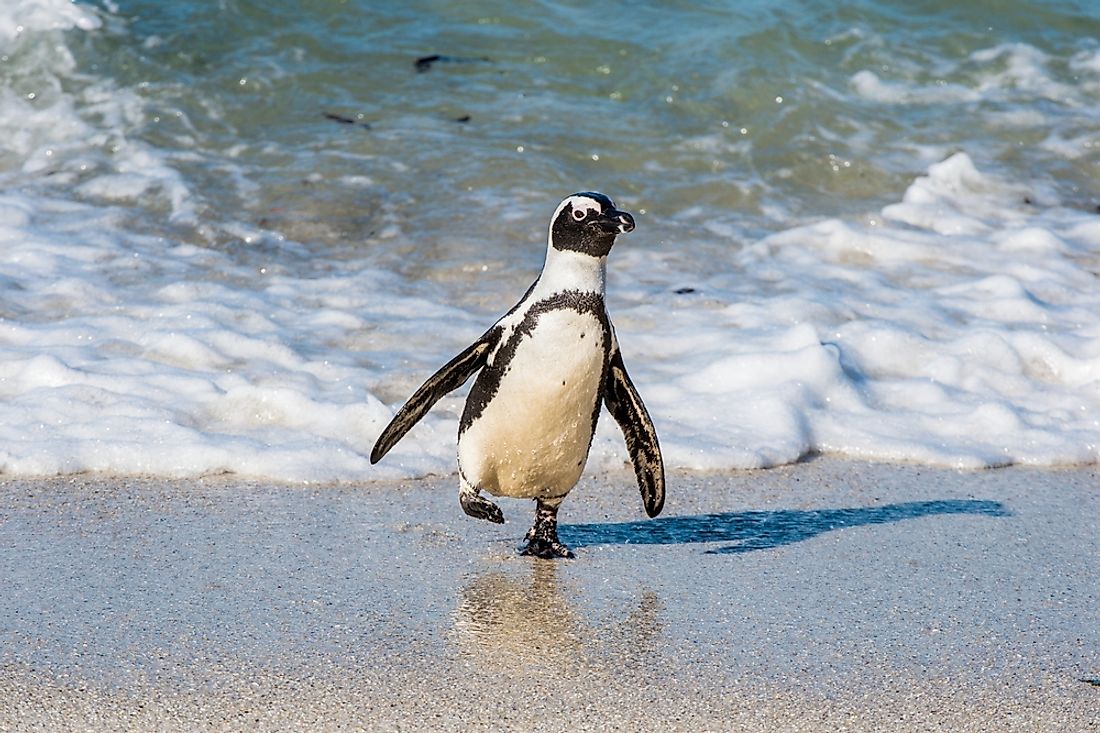 An African penguin in South Africa. 