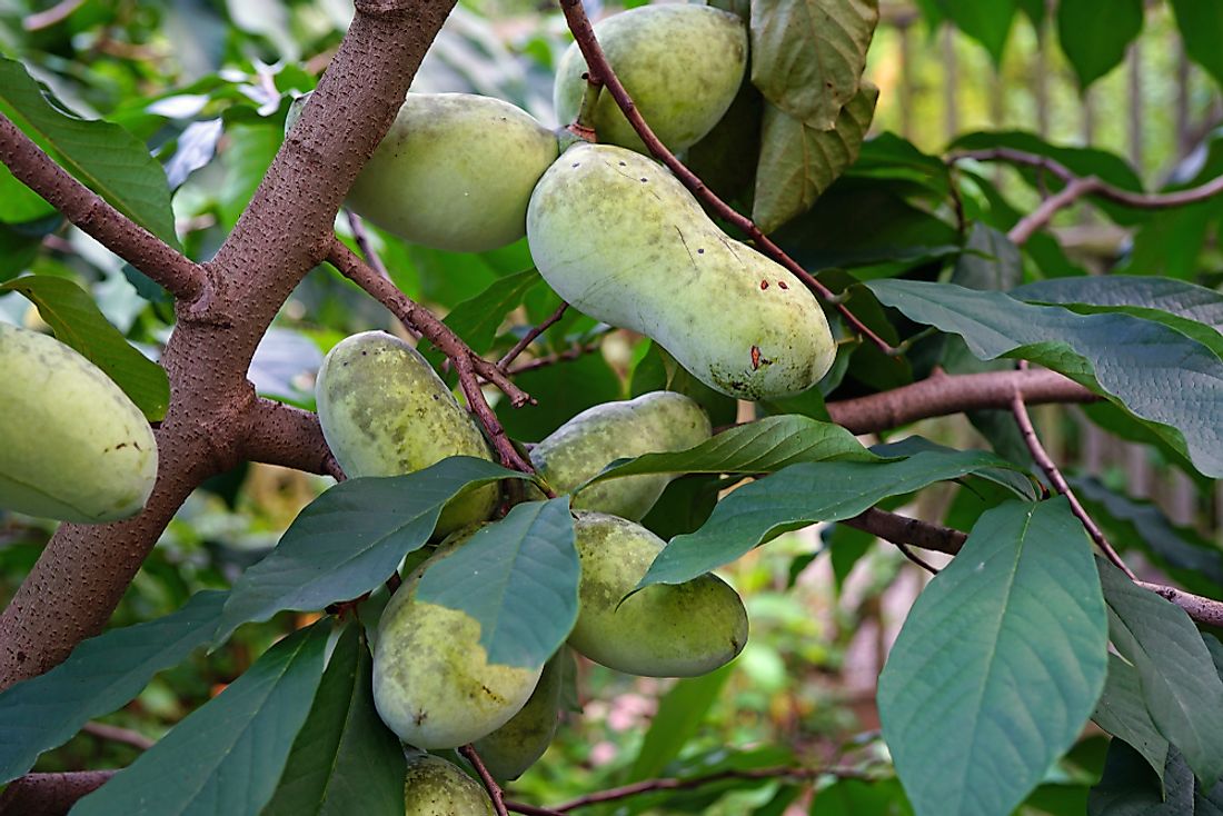 Fruit of the common pawpaw tree.