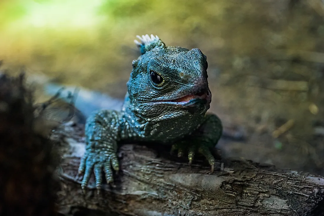 A tuatara in New Zealand. 