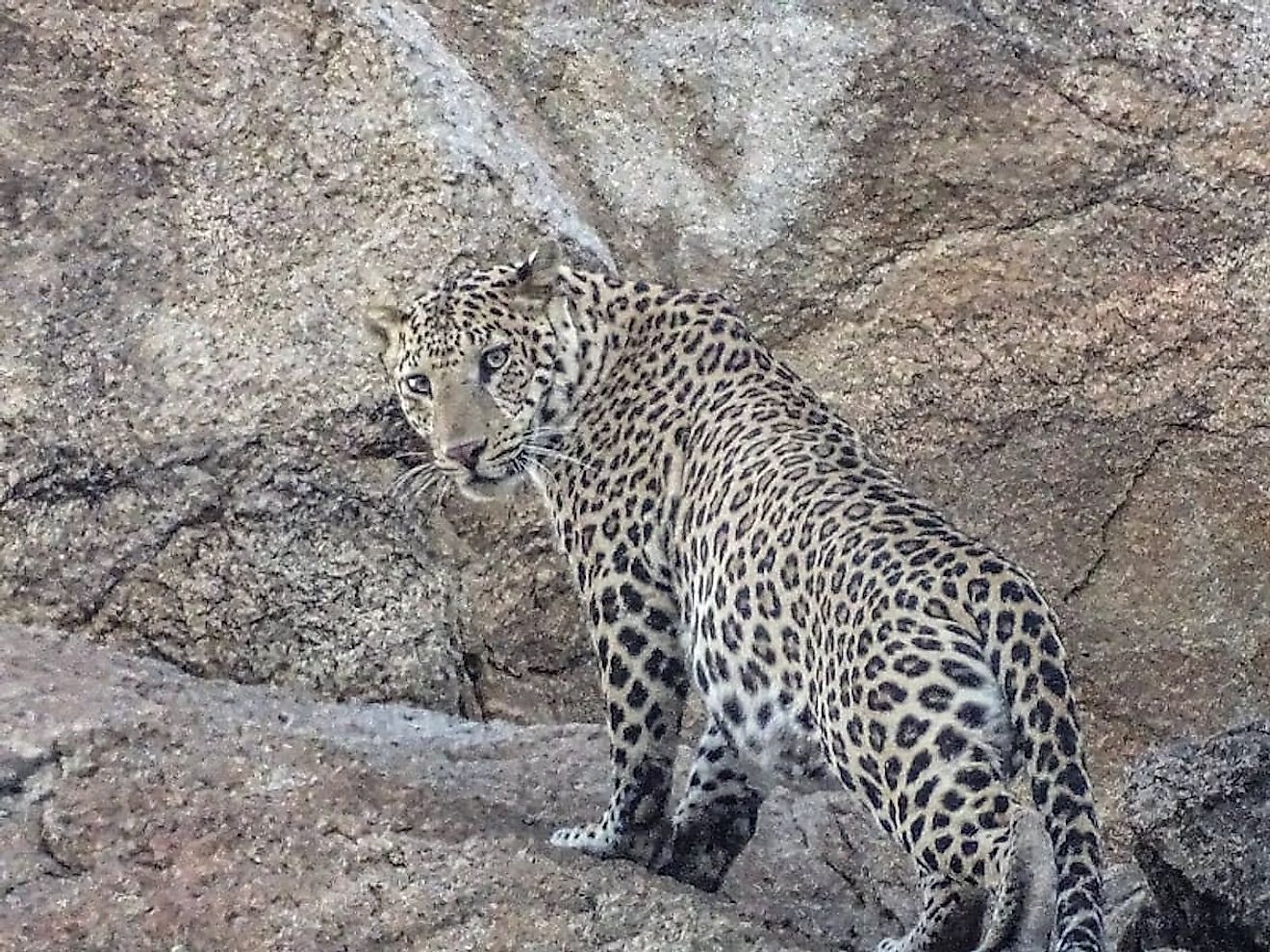 A gorgeous leopard in Narlai. Image credit: Manvendra Singh
