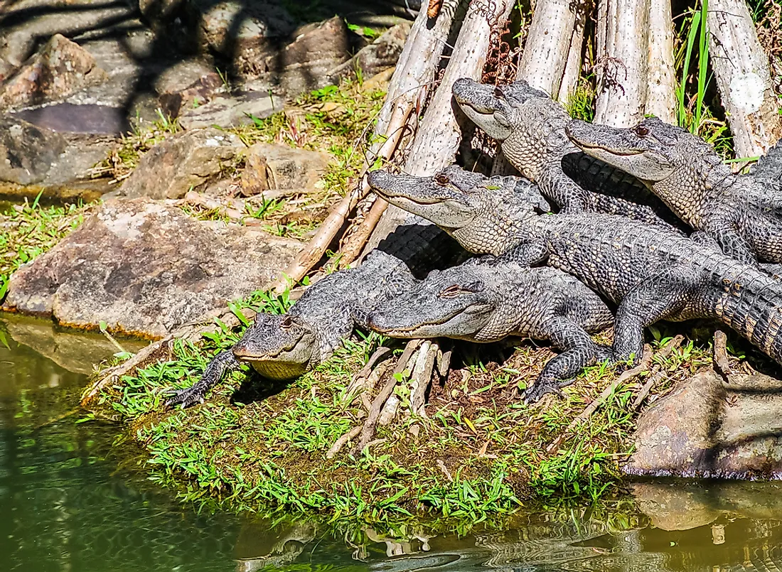 20 Interesting Names for Groups of Animals - WorldAtlas