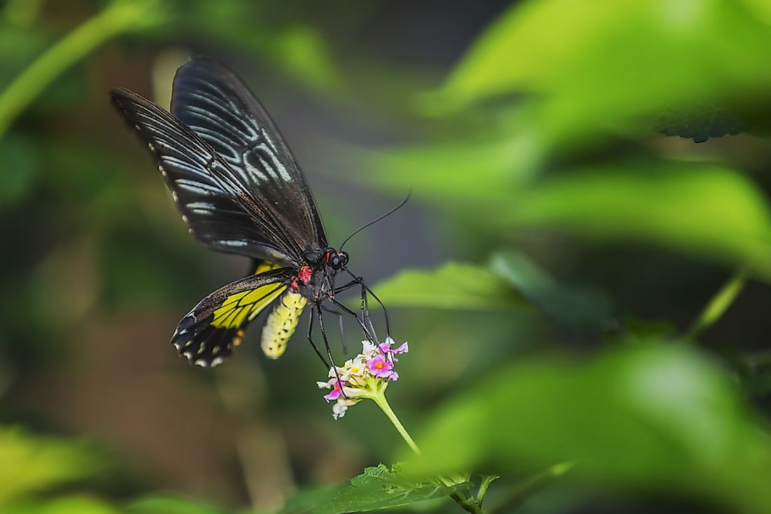 Queen Alexandra's birdwing butterfly. 