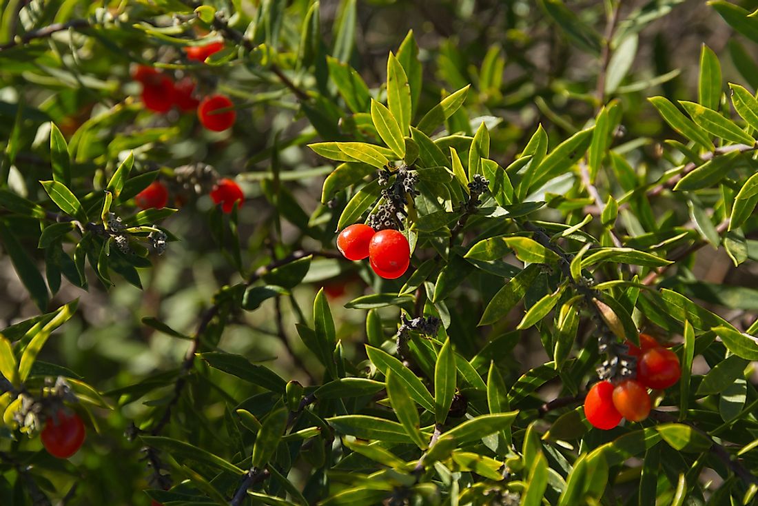 Daphne berries. 