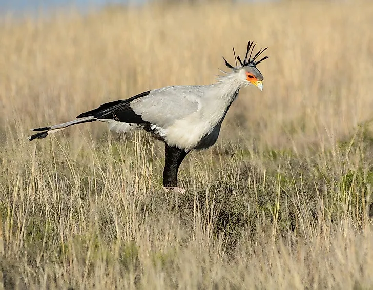 A Secretary Bird upon the savanna.