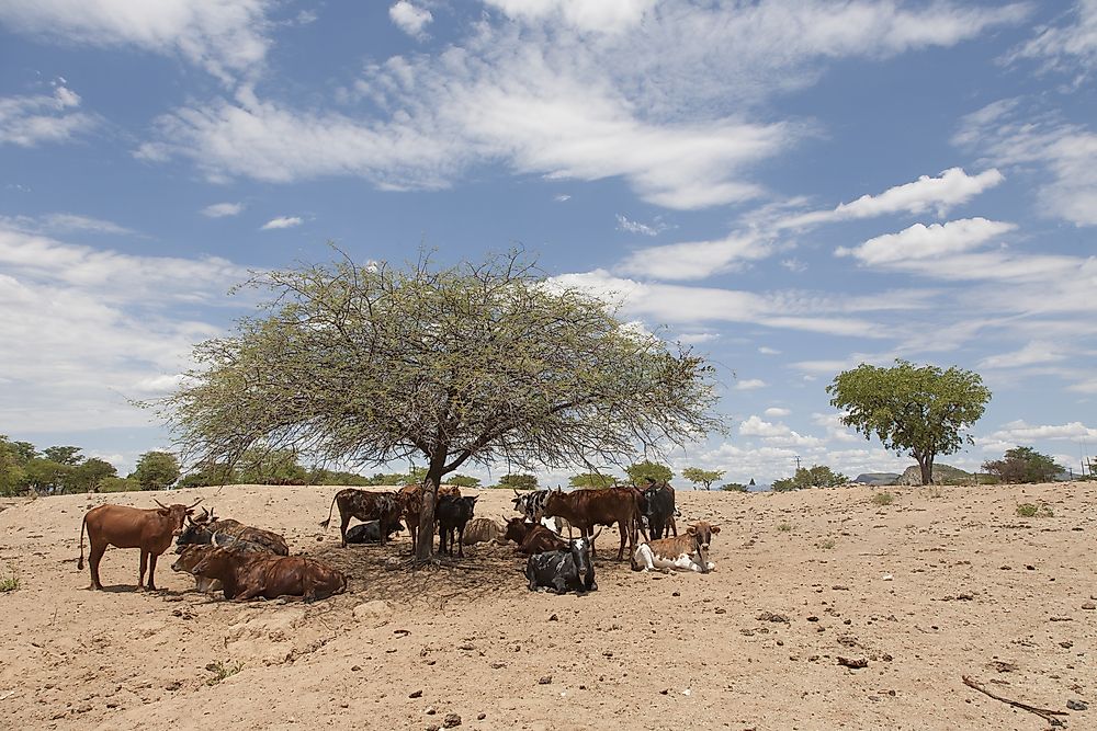 Cattle in Namibia. 