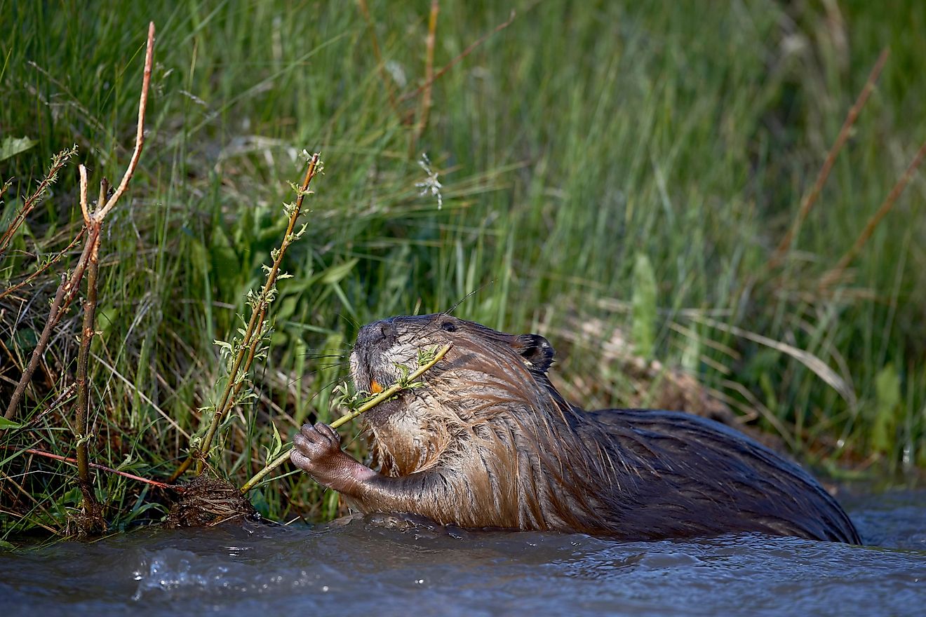 Beaver (castor canadensis) feeding in soda butte creek, yellowstone national park
