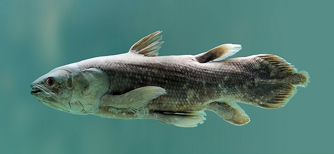 The critically endangered West Indian Ocean Coelacanth.