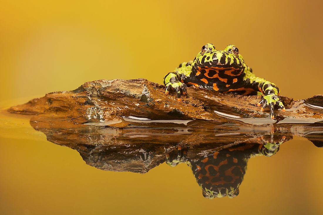 The white-bellied frog, which lives in Australia. 