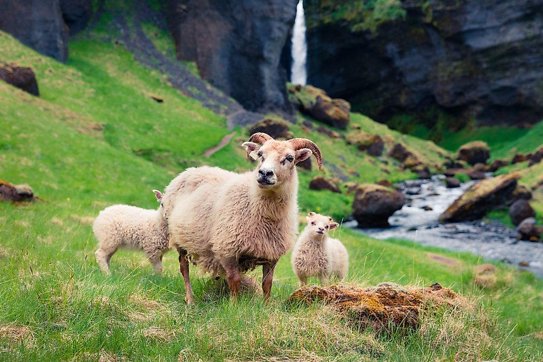 An Icelandic sheep. 