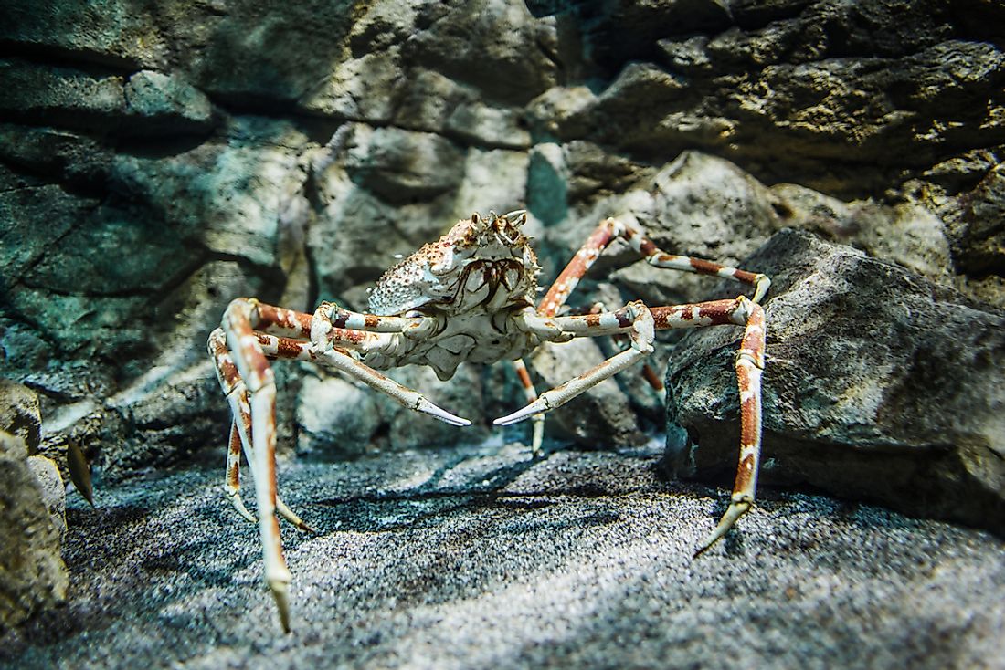 Japanese Spider Crabs have the longest leg-span of all the arthropods. 
