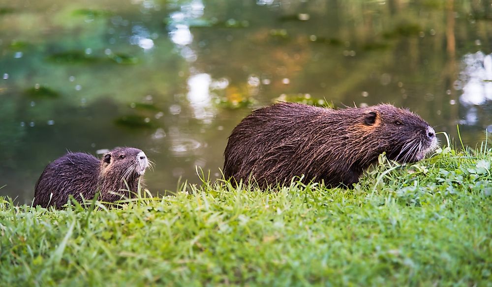 Baby coypu following its mother. The coypu is a semi-aquatic rodent.