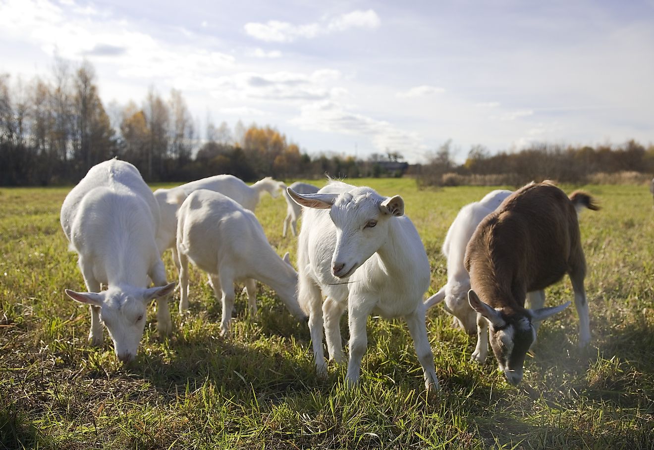 Goats were also introduced in New Zealand by Captain Cook. Image credit: Kutikan/Shutterstock.com