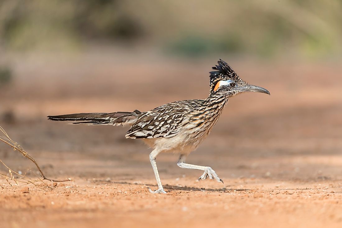 A roadrunner is an example of an animal whose name begins with R. 
