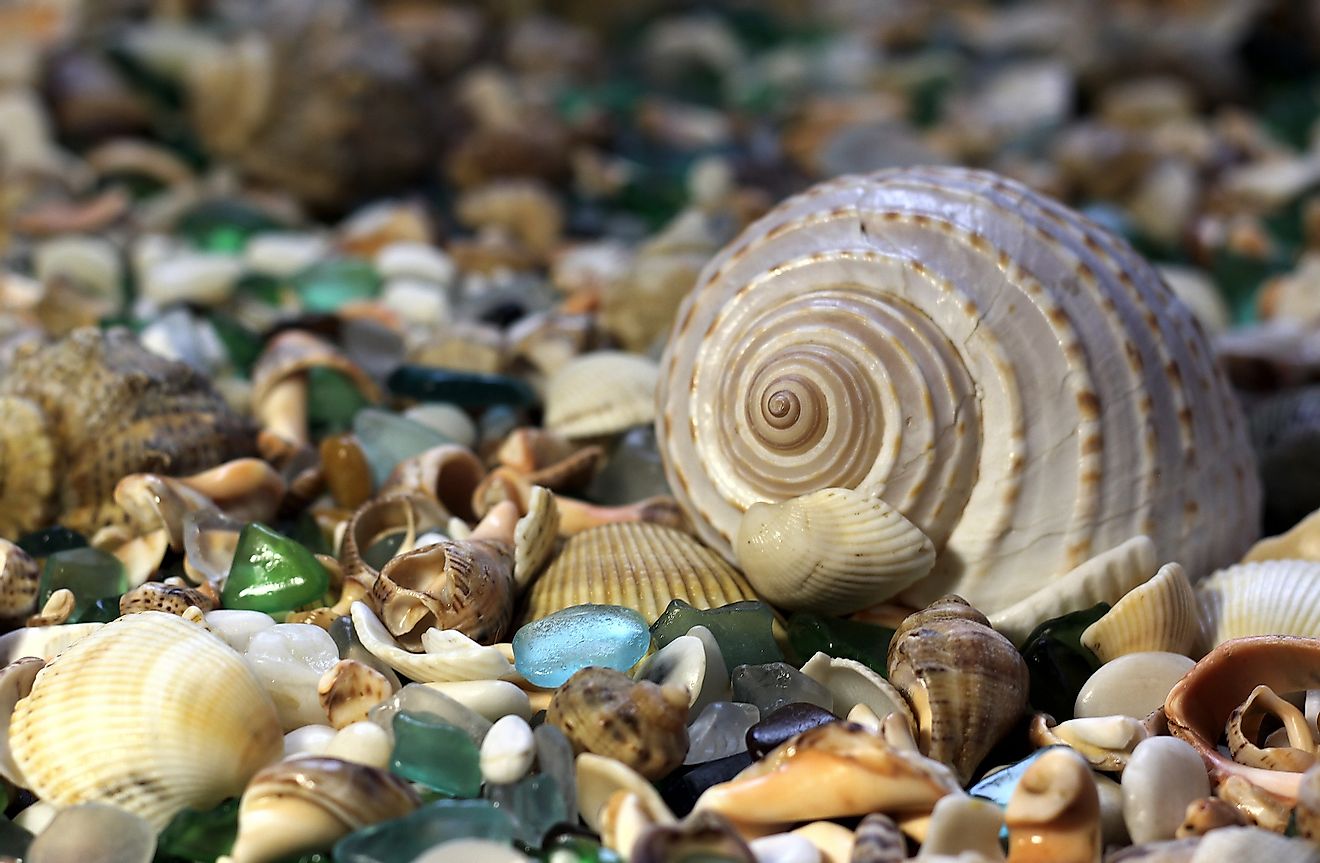 Sea shells amidst the glass fragments on the Glass Beach.