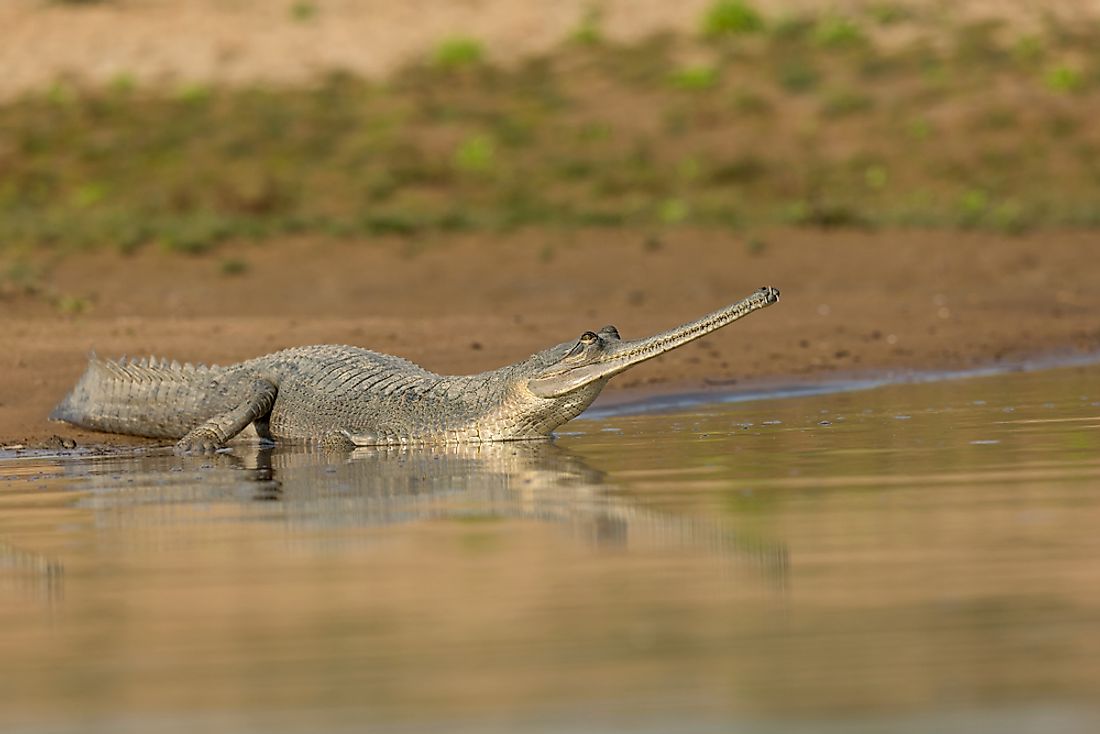The gharial are classified as a critically endangered species.