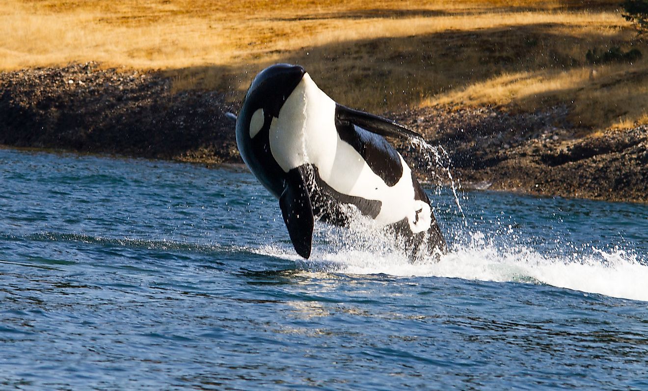 Killer Whale. Image credit: Shawn McCready/Flickr.com
