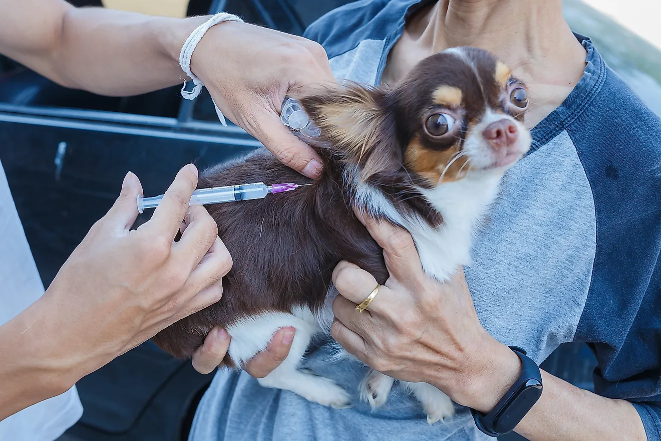 how many dogs get rabies each year