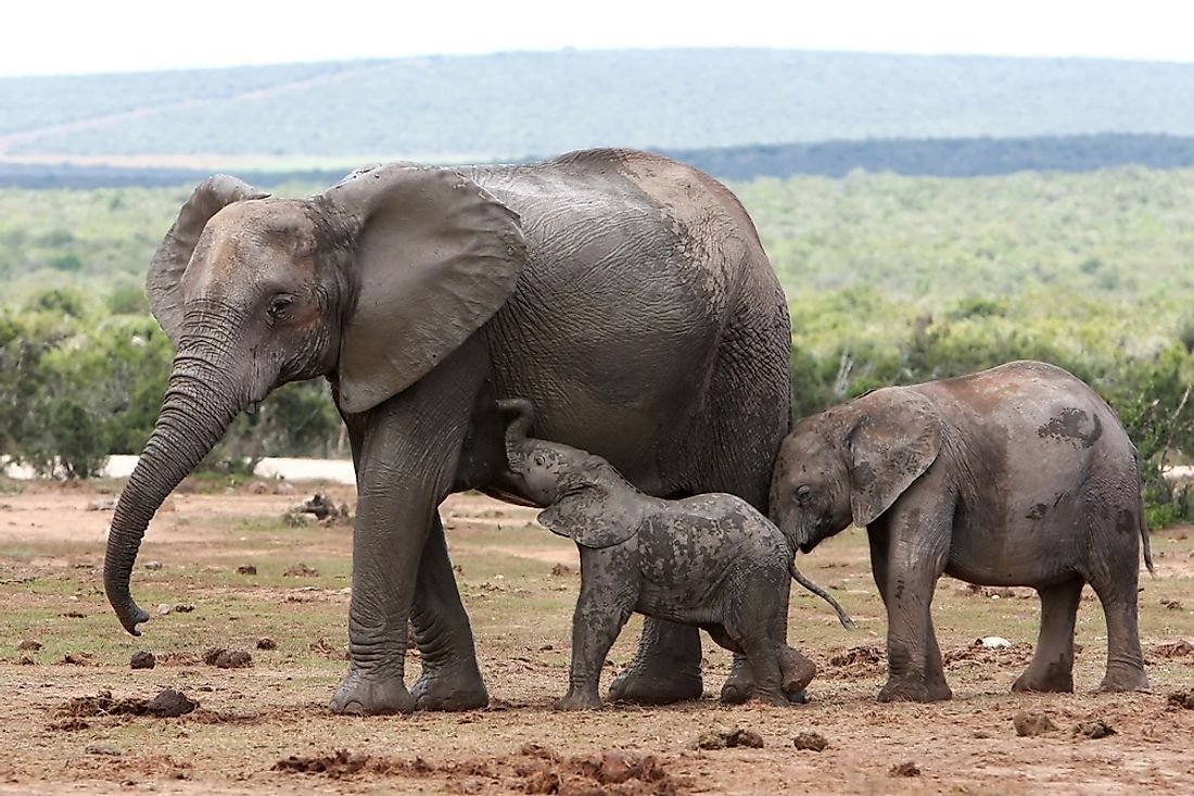 Mother elephant nursing her baby with nutritious milk. 