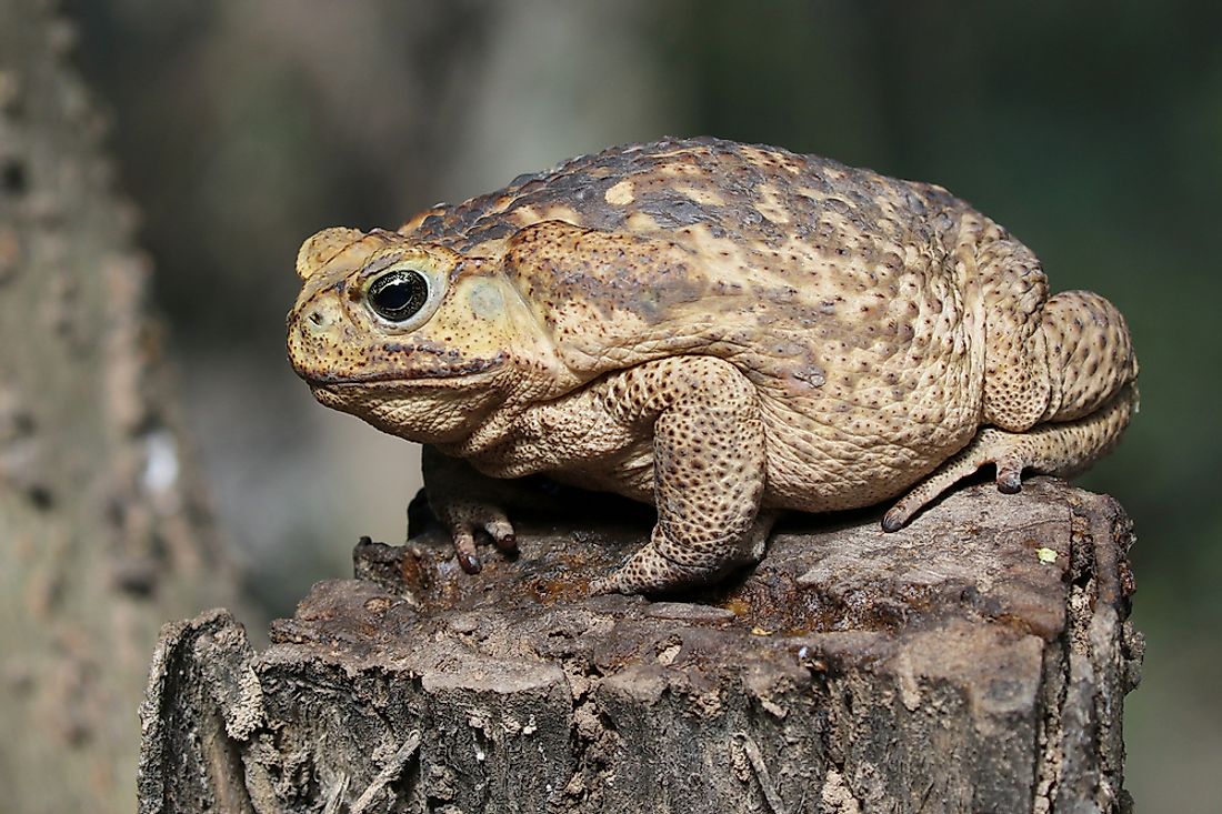 The cane toad is also known as the giant toad due to its large size. 