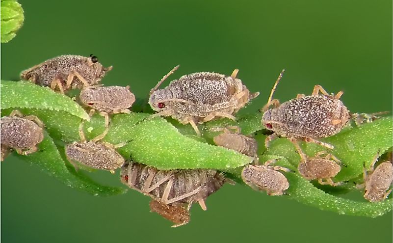 Aphids, destructive insect pests on cultivated plants in temperate regions, reproduce by parthenogenesis.