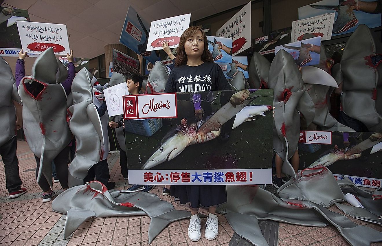Shark fin protest an Maxim's restaurant at the University of Hong Kong 10 February 2018. Image credit: Socheid/Wikimedia.org
