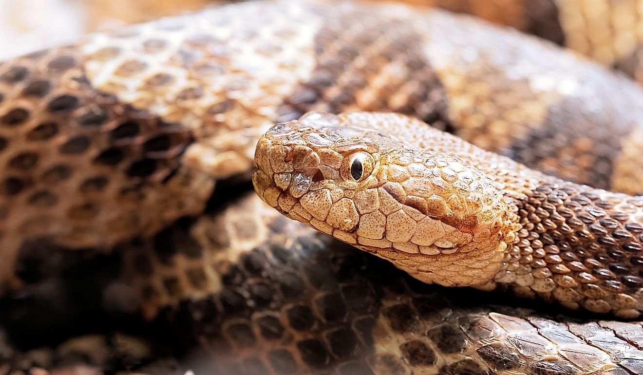 Northern Copperhead, Agkistrodon contortrix.
