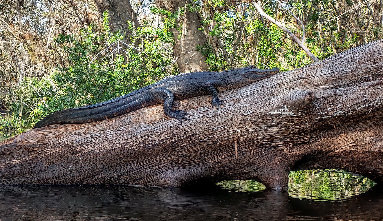 An American Alligator sunning on a Log on the Loxahatchee River, Florida.