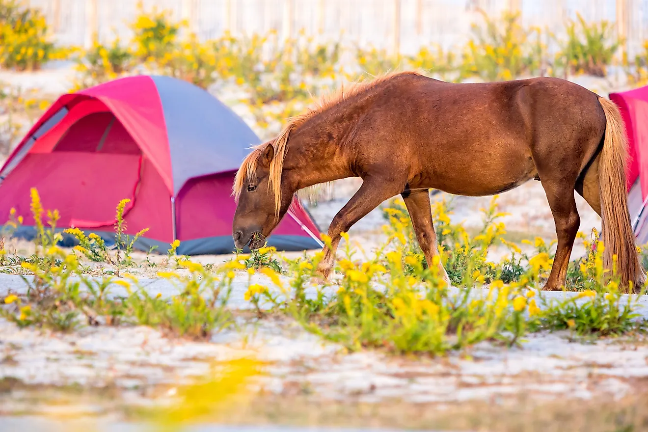 A wild pony (Equus caballus) grazing in a campsite at Assateague Island National Seashore, Maryland