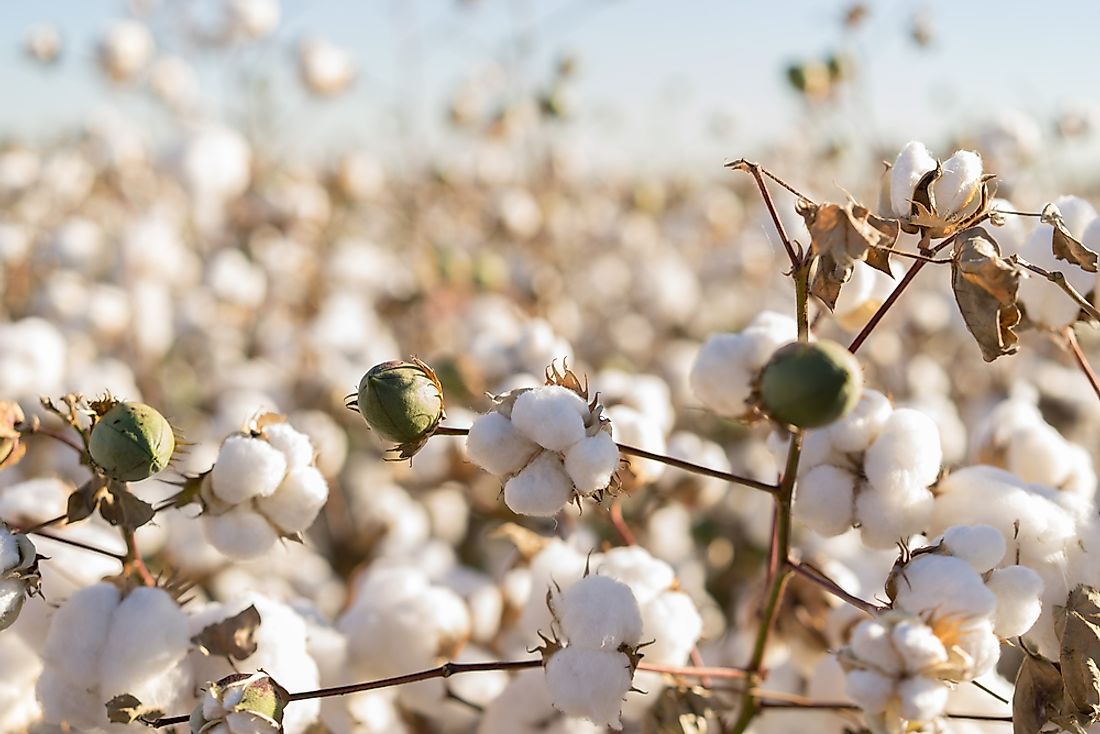 Cotton in full bloom. 