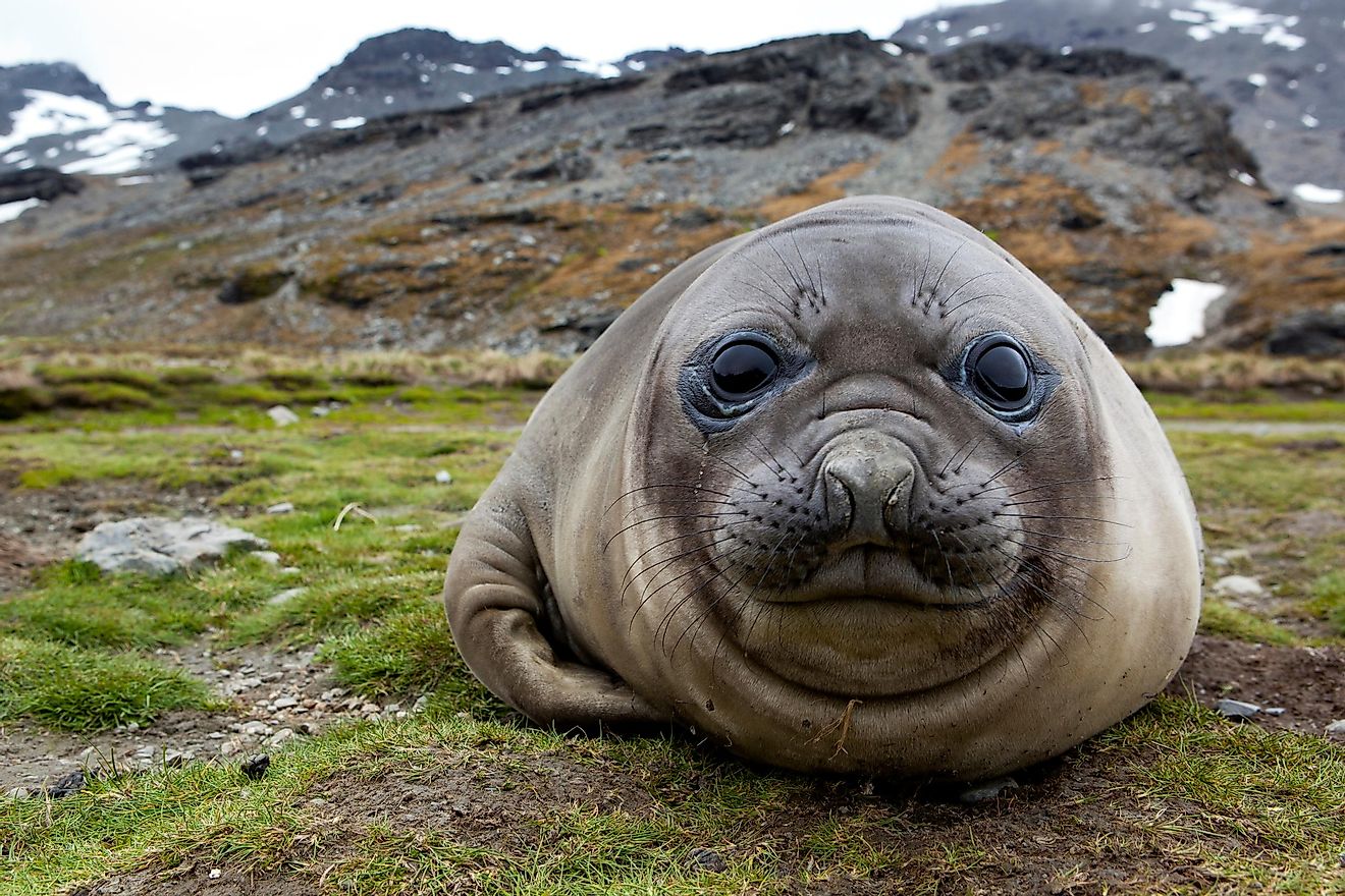 A young elephant seal on a beach.