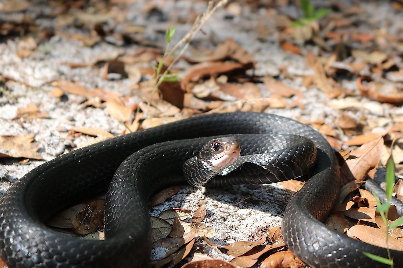 The North American racer (Coluber constrictus).