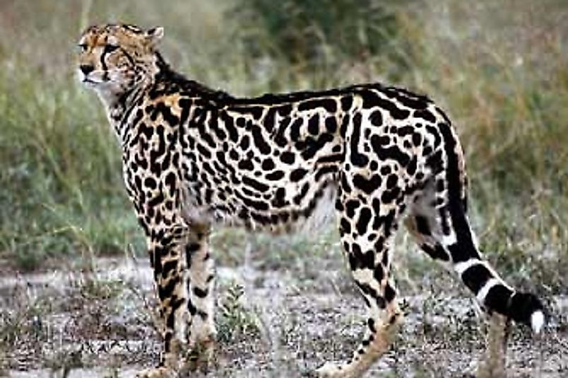A Northwest African Cheetah.