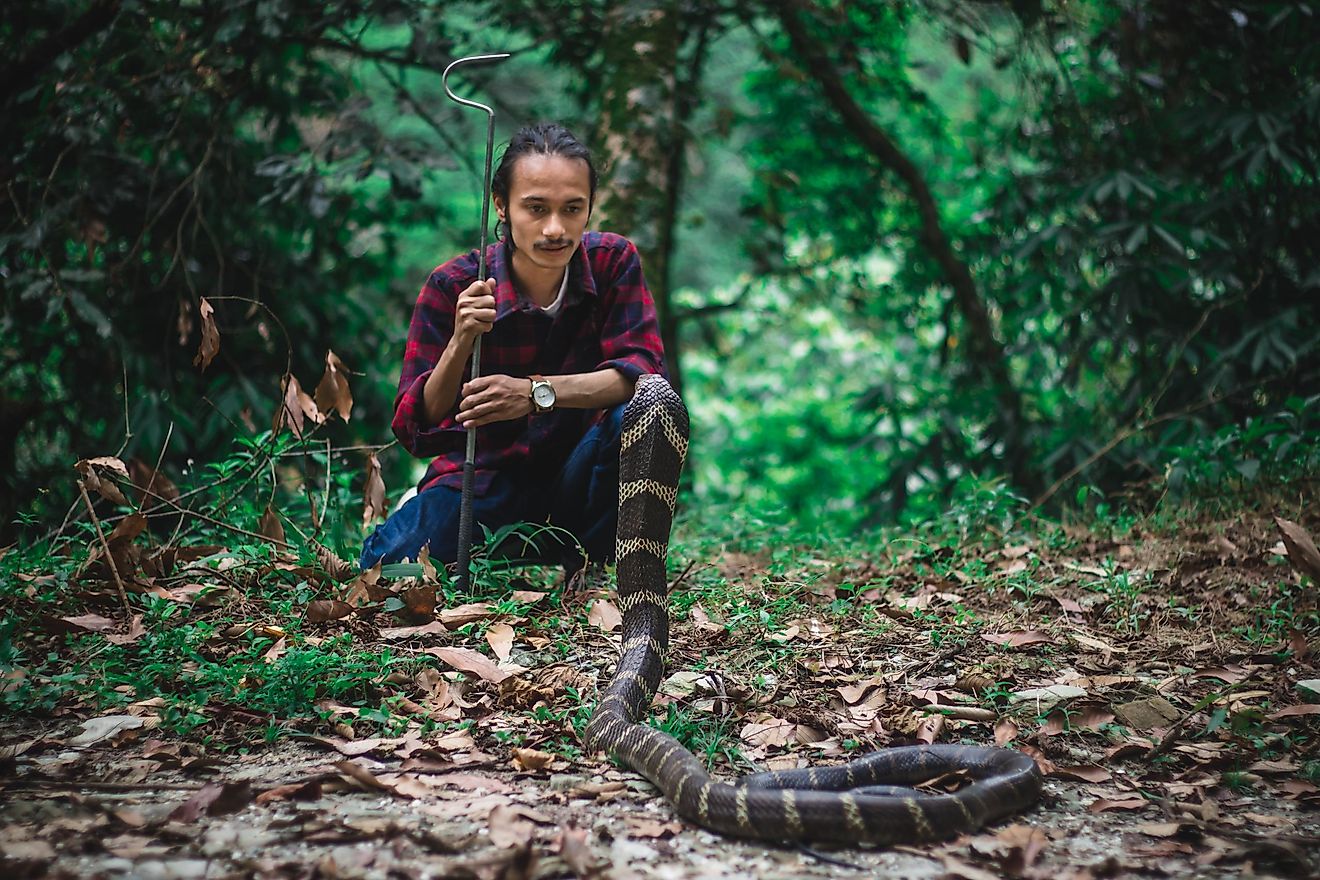 Rohit Giri with a king cobra