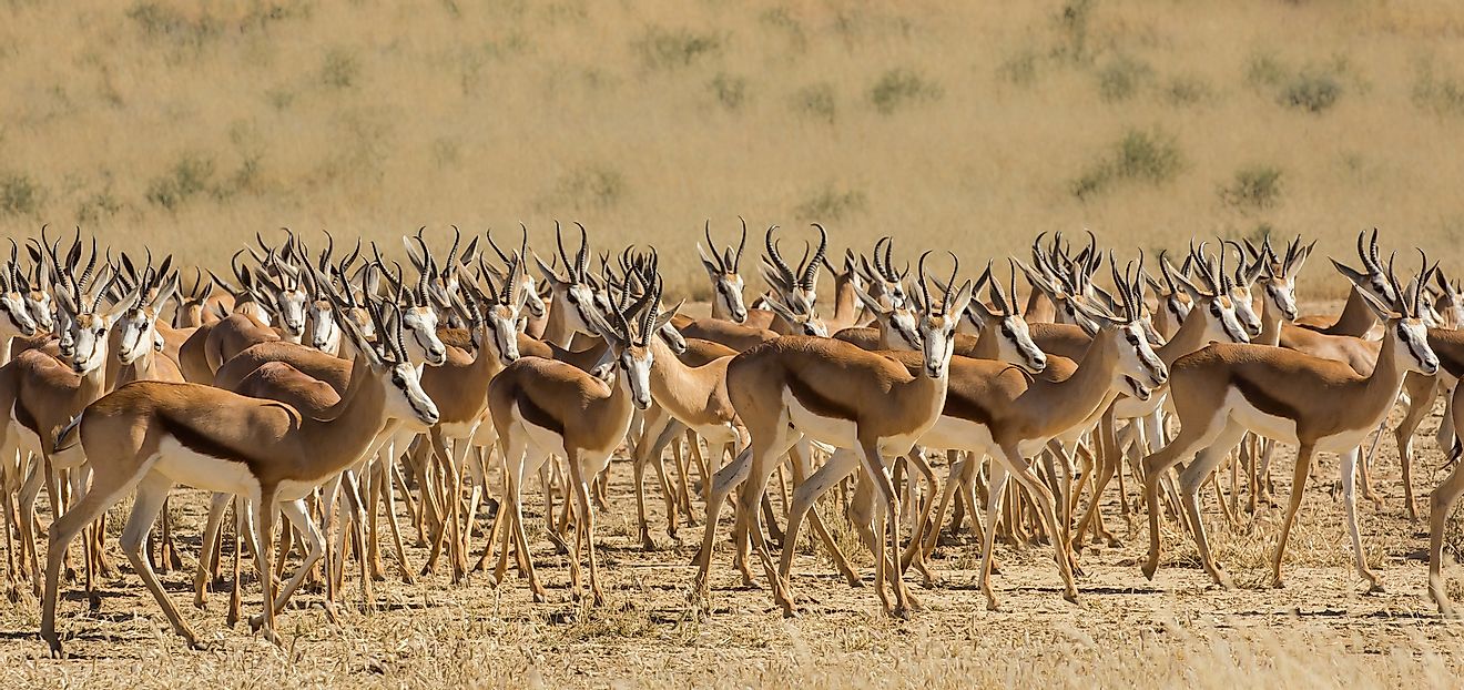 A herd of Springbok in the Kalahari desert, South Africa. Image credit: Andrew M. Allport/Shutterstock.com