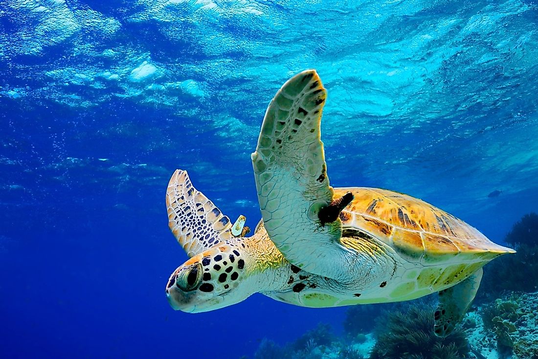 A turtle swimming in the Caribbean. 