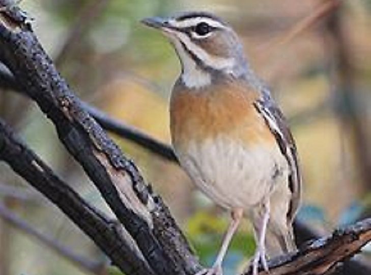 A Miombo Scrub Robin.