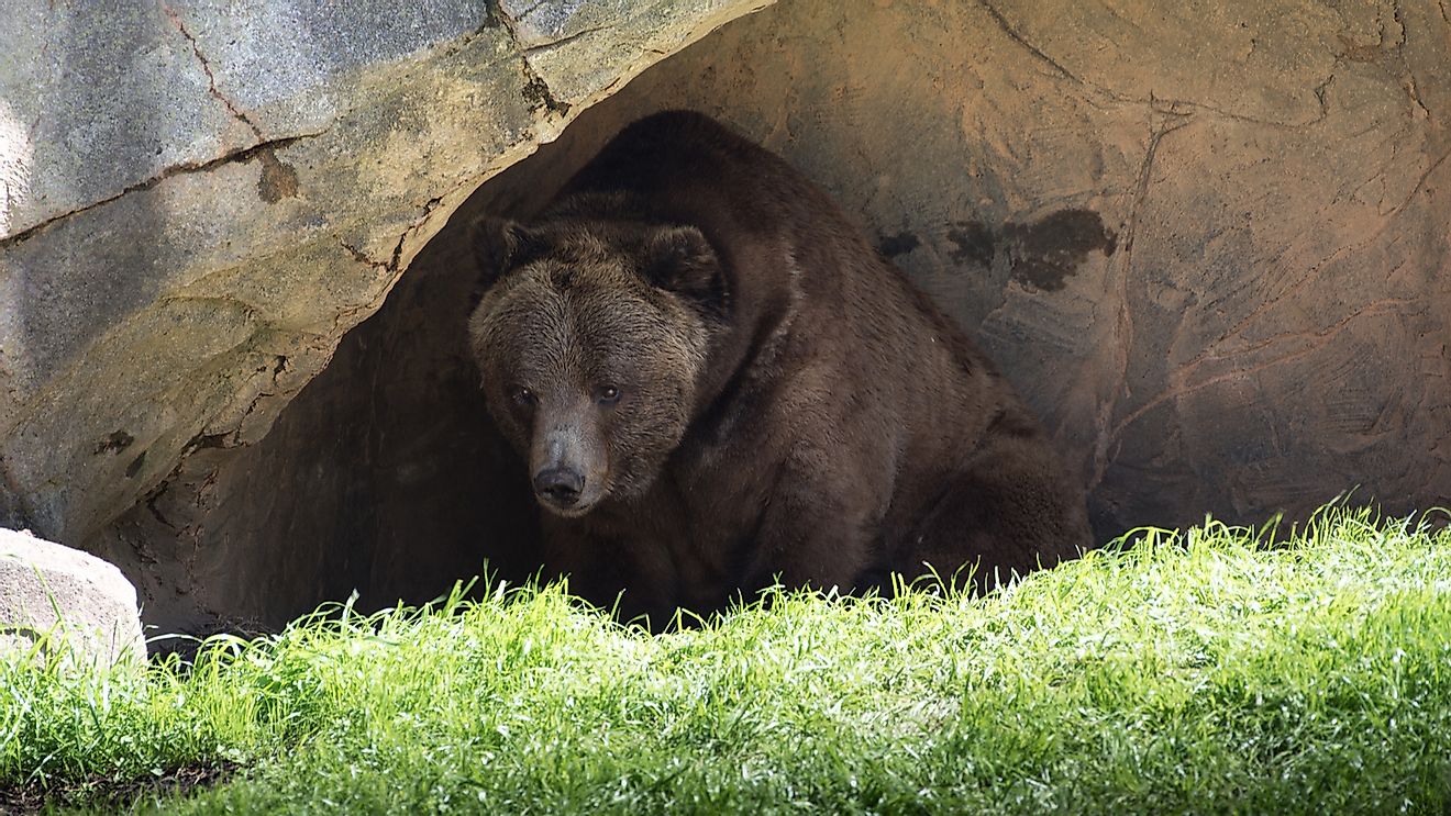 A grizzly bear in its den.